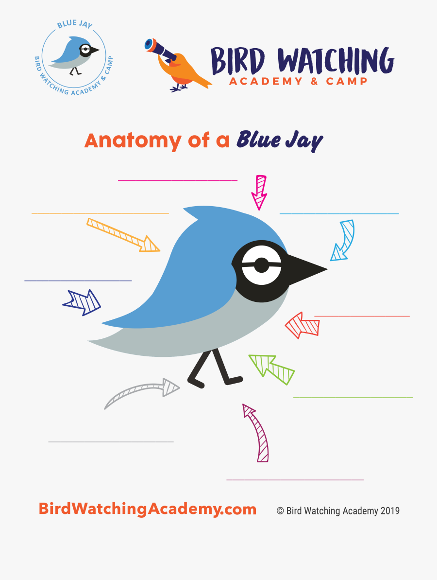 Bird Anatomy For Kids , Transparent Cartoons - Great Horned Owls Anatomy, Transparent Clipart