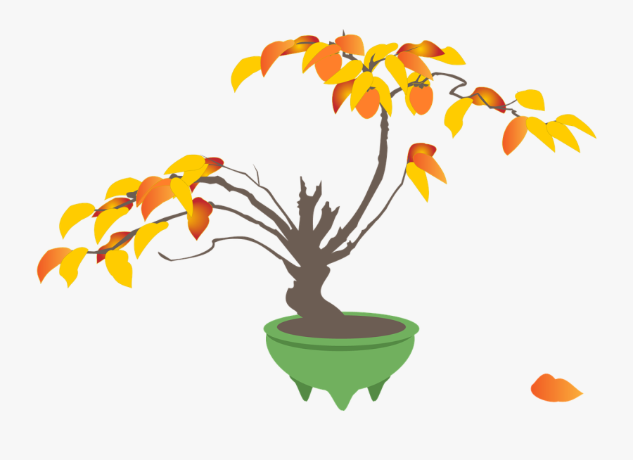 Growing Cliparts - Bonsai, Transparent Clipart