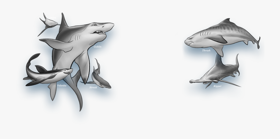 Transparent Shark Outline Png - Goblin Shark Wars, Transparent Clipart