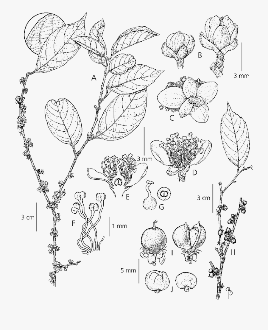 Doliocarpus Brevipedicellatus Garcke - Line Art, Transparent Clipart