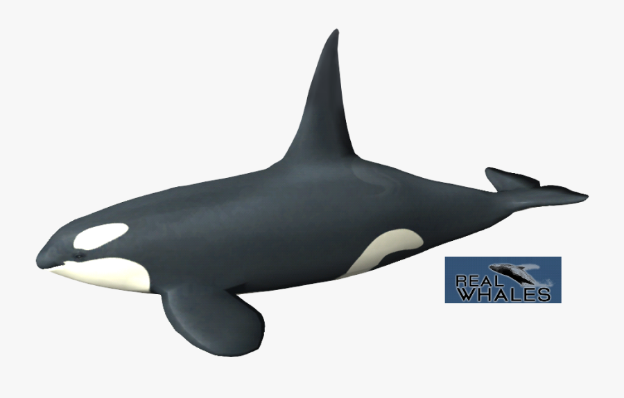 Orca Transparent Whale - Orca Toy Png, Transparent Clipart