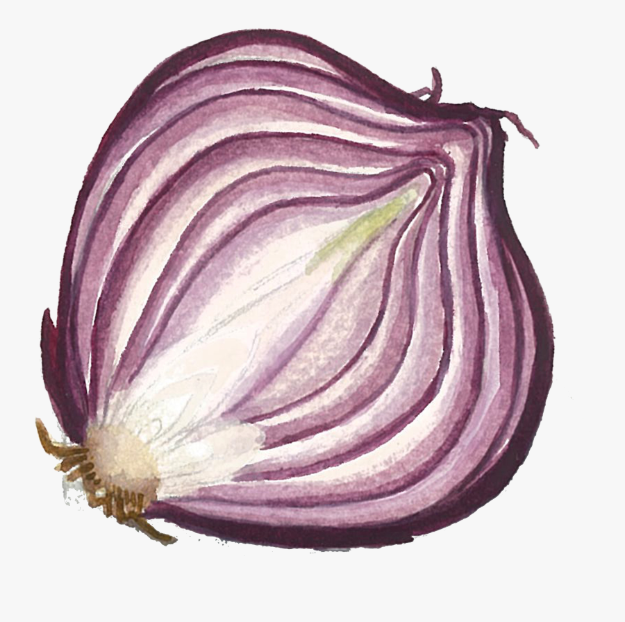 Red Onion, Transparent Clipart