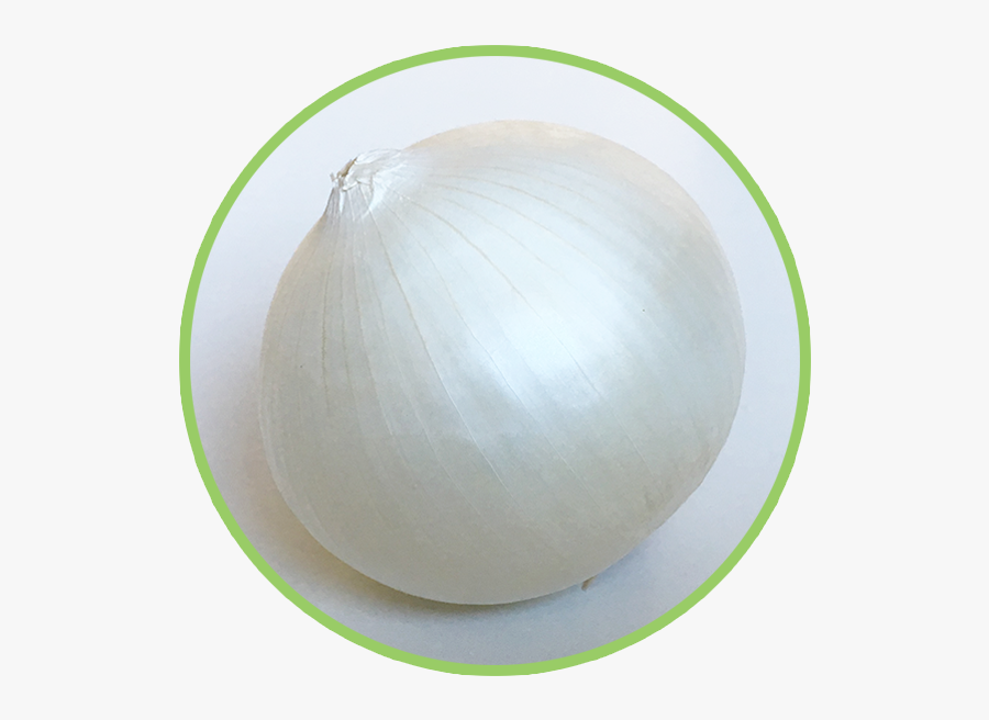 Onion , Png Download - Onion, Transparent Clipart