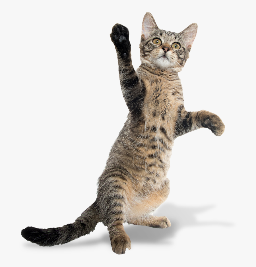 Lanai Cat Sanctuary - Cat, Transparent Clipart