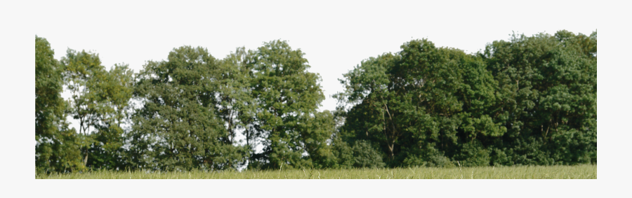 Transparent Trees Background Clipart - Architecture Tree Background Png, Transparent Clipart