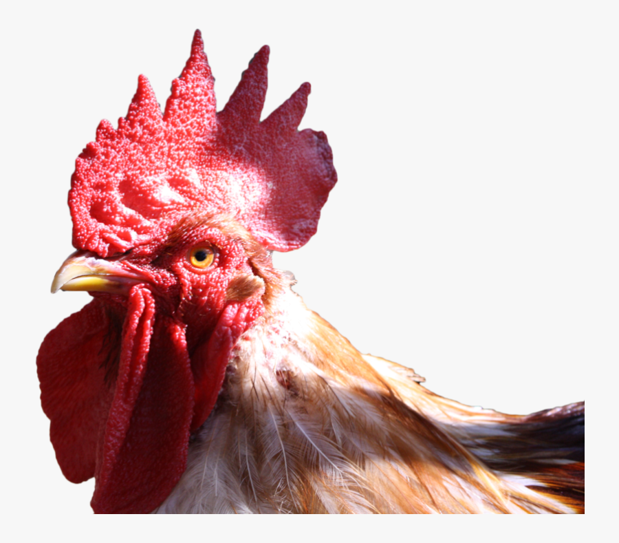 Chicken Head Transparent Background - Transparent Rooster Head Png, Transparent Clipart