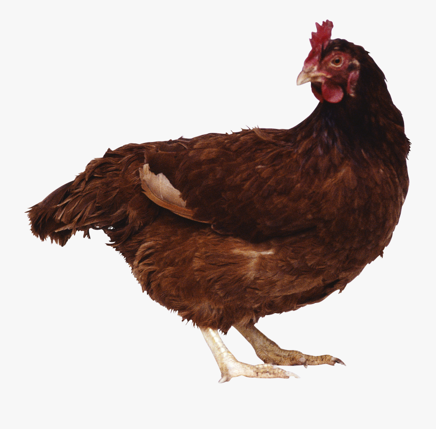 Chicken Png Image - Brown Chicken Png, Transparent Clipart