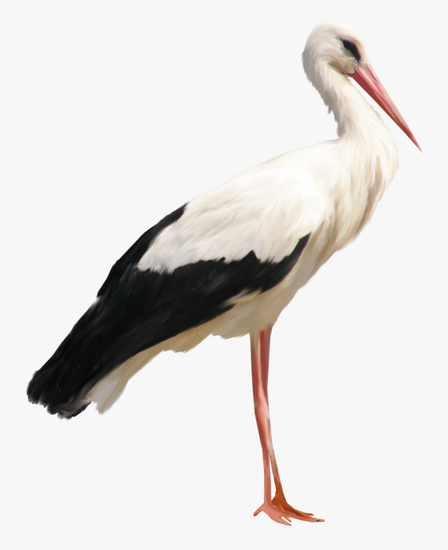 Stork Png Clipart - Stork Png, Transparent Clipart