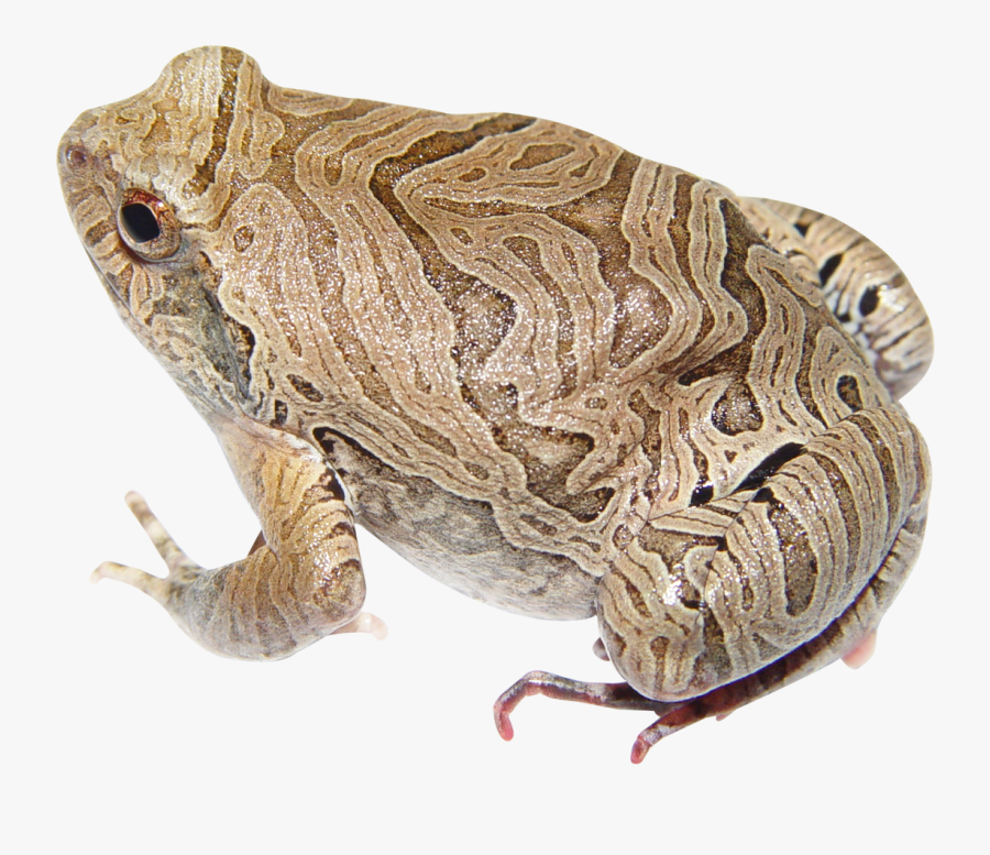 Frog Png - Portable Network Graphics, Transparent Clipart