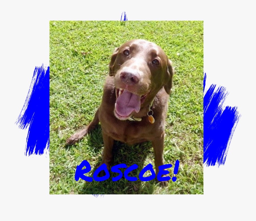 Chocolate Labrador Retriever Adoption - Dog Yawns, Transparent Clipart