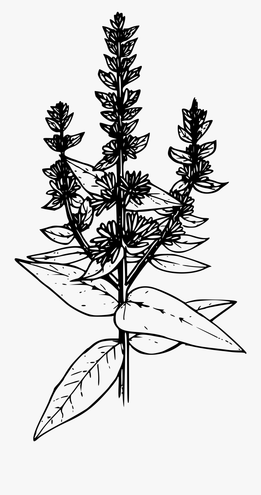 Transparent Hang Loose Png - Purple Loosestrife Black And White, Transparent Clipart