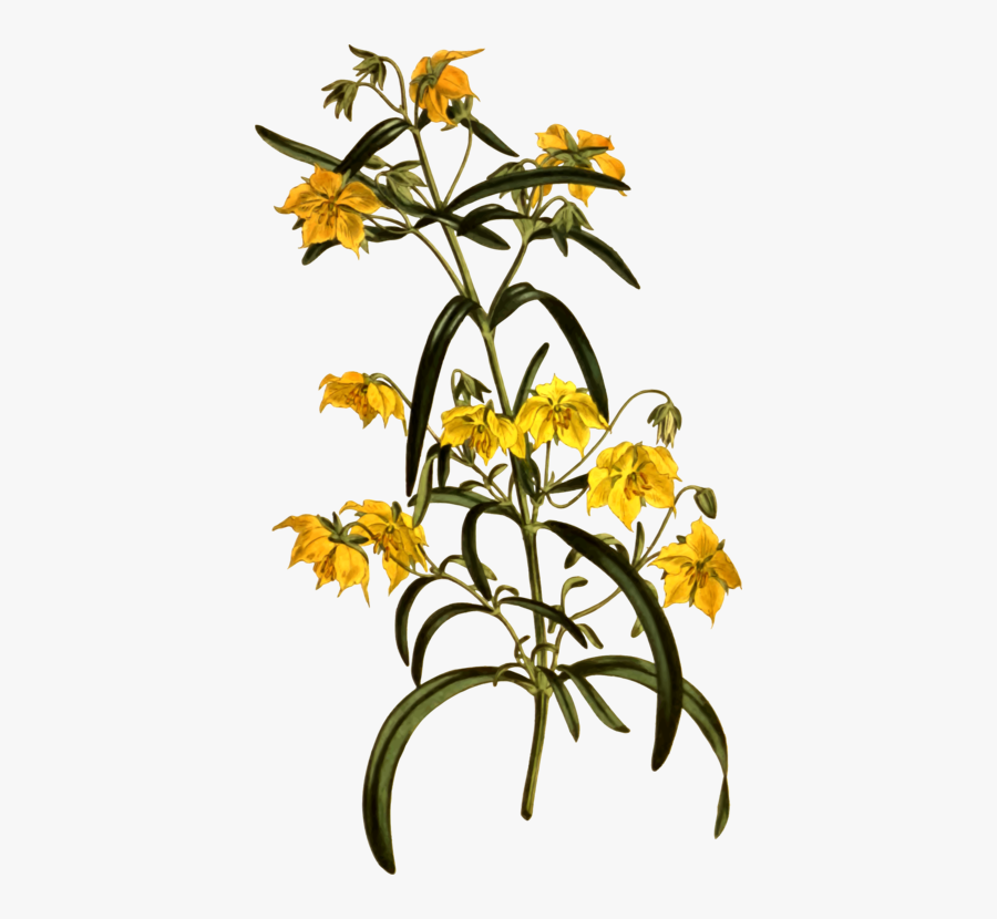 Plant,flora,tree - Lily Family, Transparent Clipart