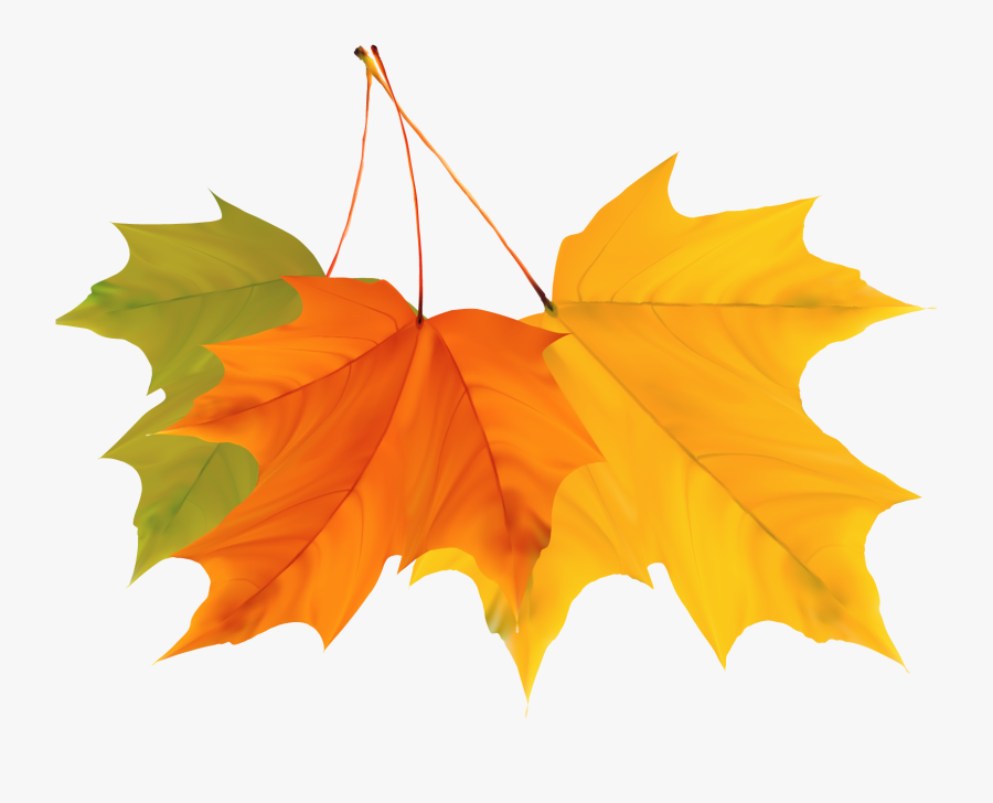 Maple Leaf Autumn - Autumn Leaves Vector Png, Transparent Clipart