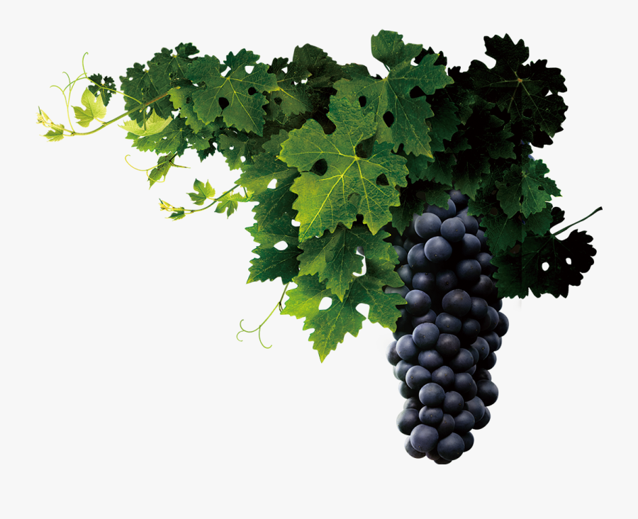 grape vine border png