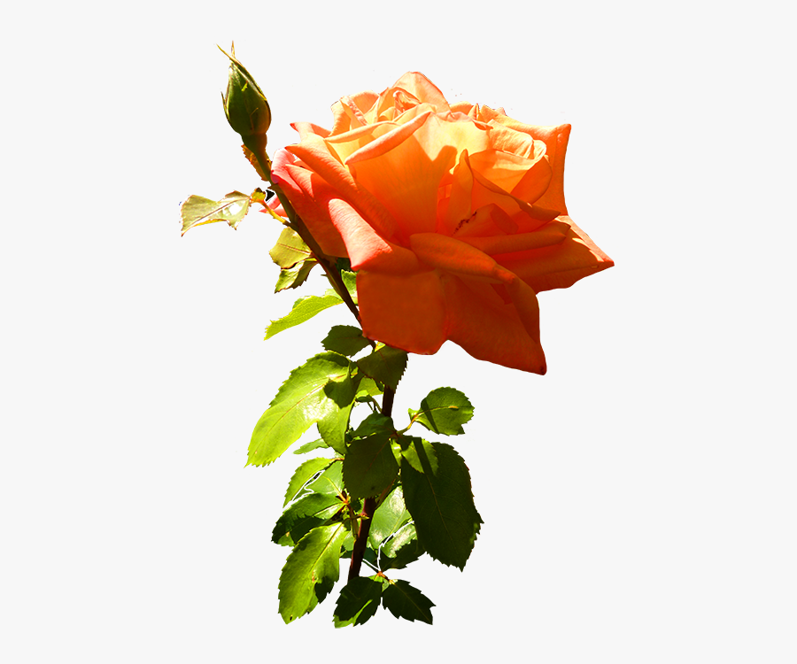 Orange Rose Clip Art With Leaves And Stem - Garden Roses, Transparent Clipart