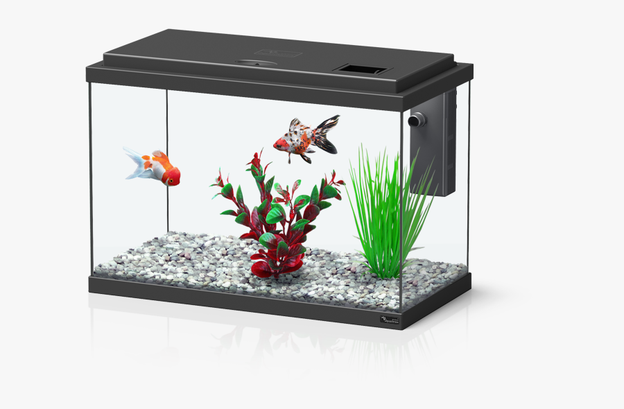 Transparent Aquarium Png - Aquatlantis Funny Fish 35, Transparent Clipart