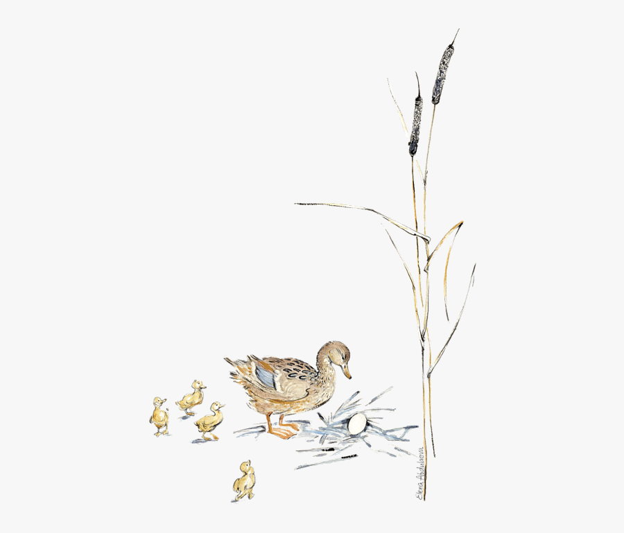 Illustration, Transparent Clipart