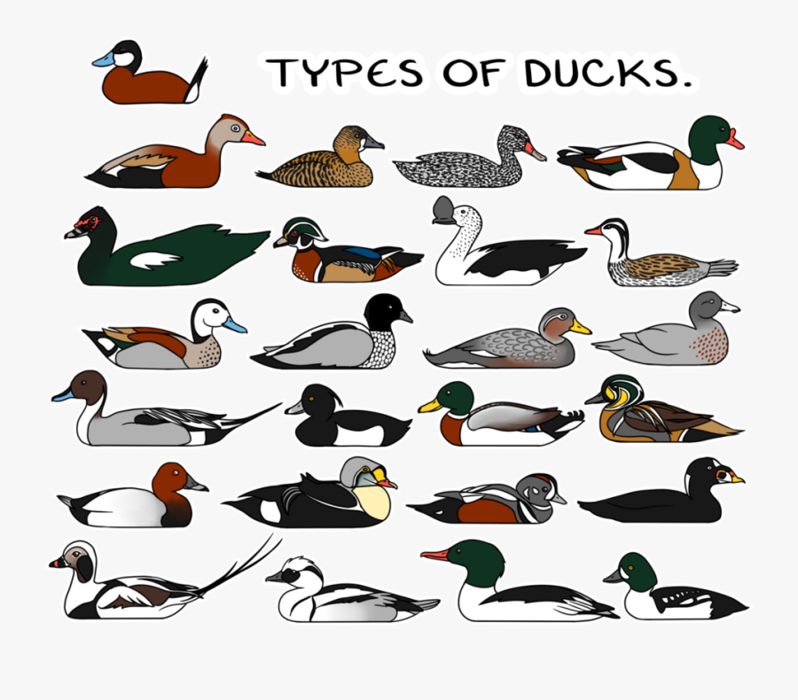 All Types Of Are - Types Of Ducks, Transparent Clipart