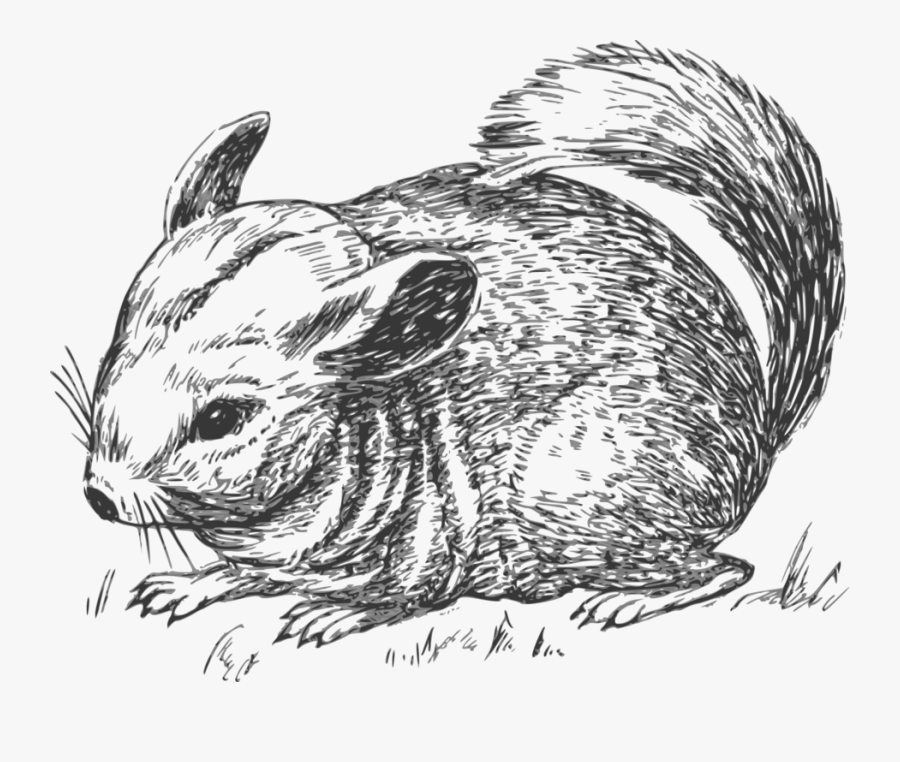 Guinea Clipart Coloring Pages - Chinchilla Coloring Pages, Transparent Clipart