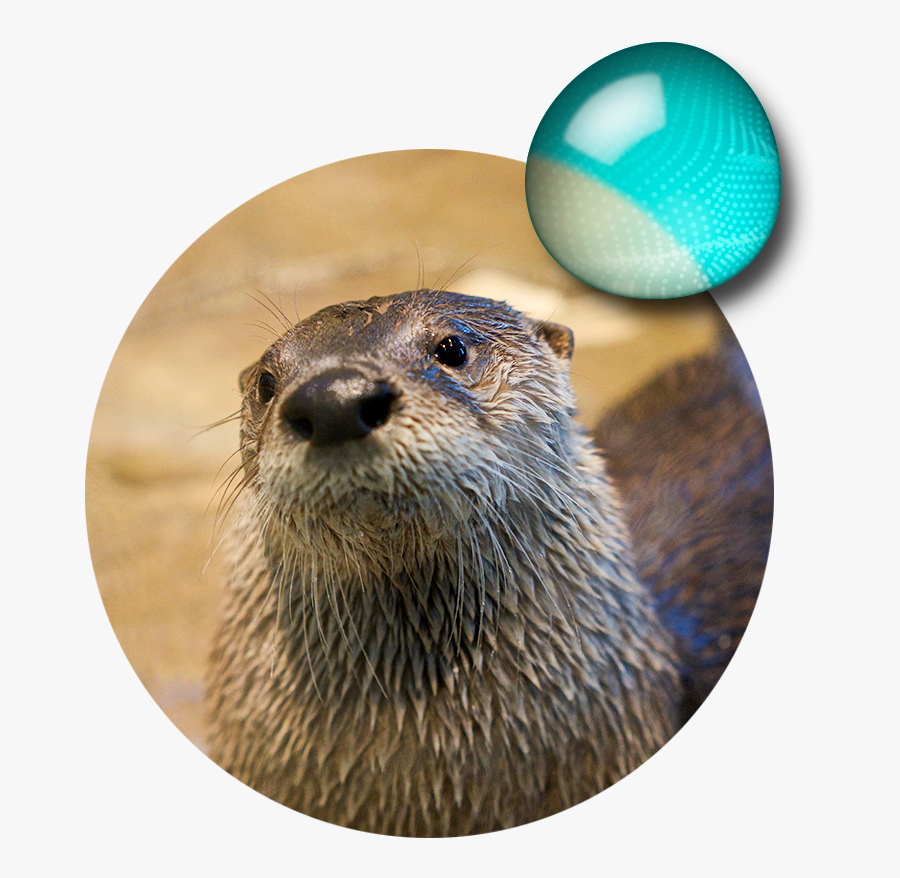 North American River Otter, Transparent Clipart