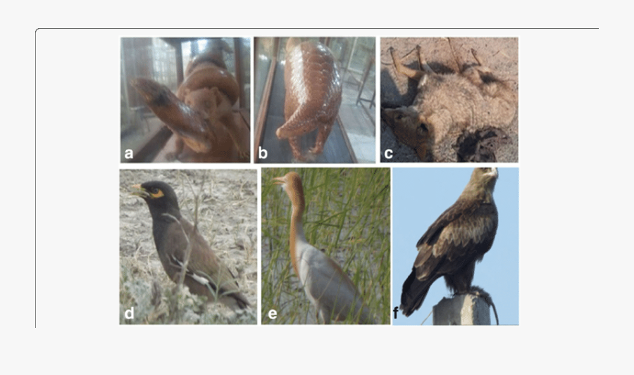 Some Important Mammals And Bird Species Of The Study - North American River Otter, Transparent Clipart