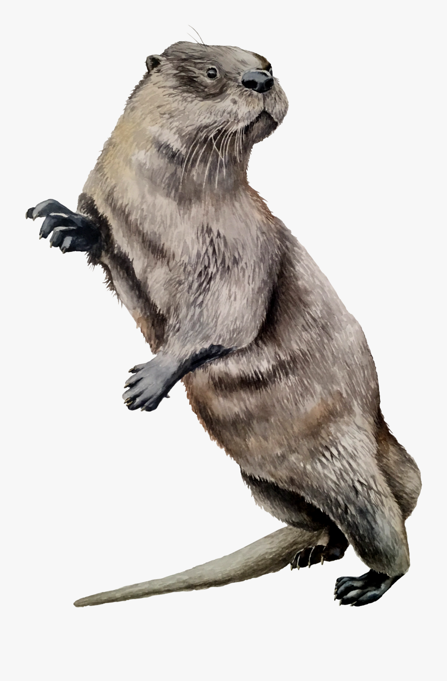 North American River Otter , Png Download - North American River Otter, Transparent Clipart