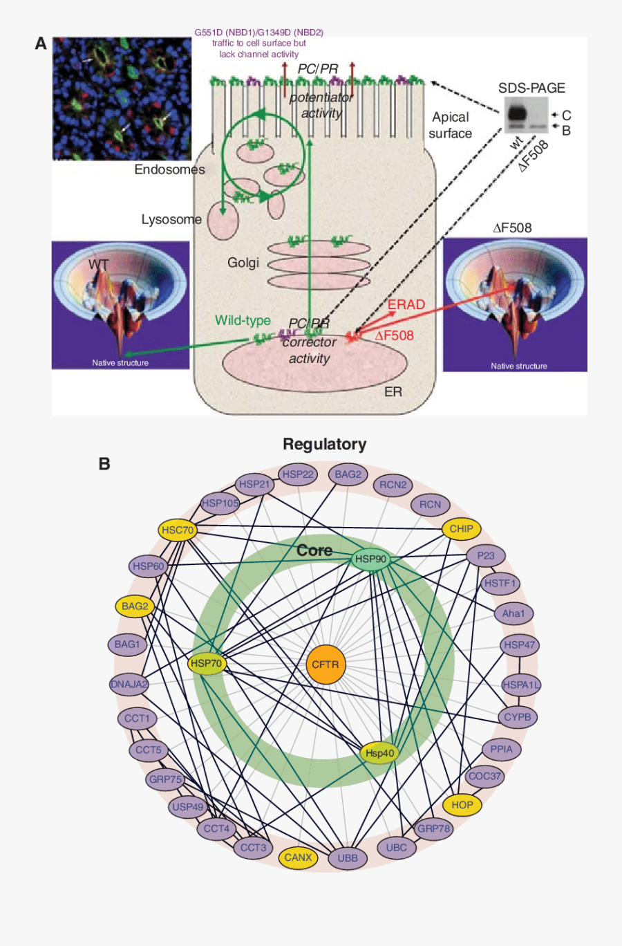 Cystic Fibrosis Trafficking - Circle, Transparent Clipart