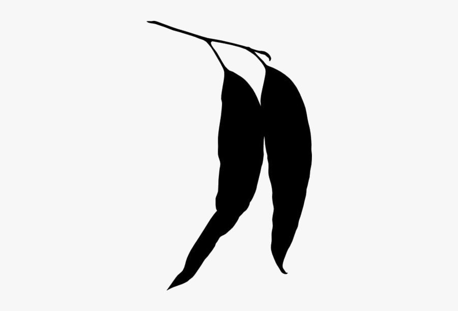 Transparent Two Eucalyptus Leaves Png Image - Eucalyptus Leaves Vector White, Transparent Clipart