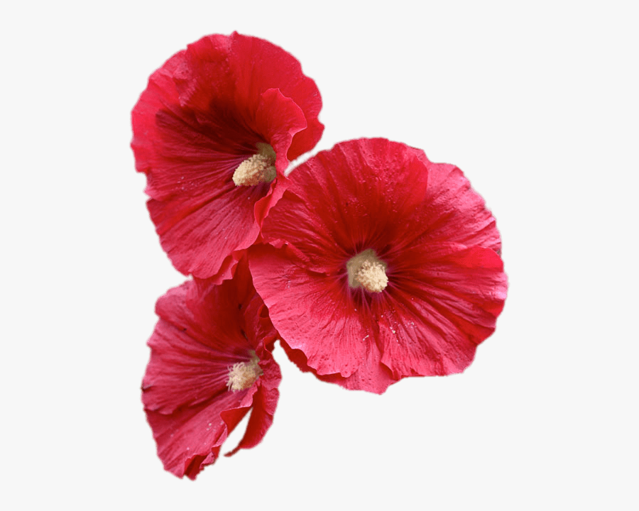 Red Hollyhock Flowers - Hollyhock Transparent, Transparent Clipart