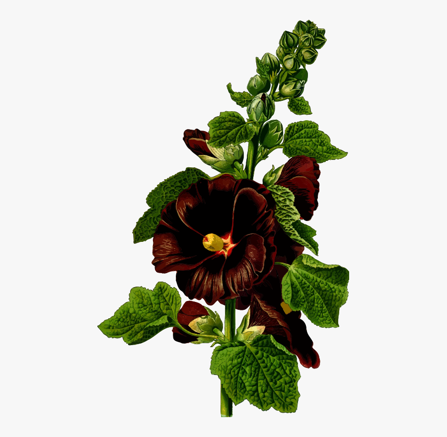 Hollyhock - Alcea Drawing, Transparent Clipart