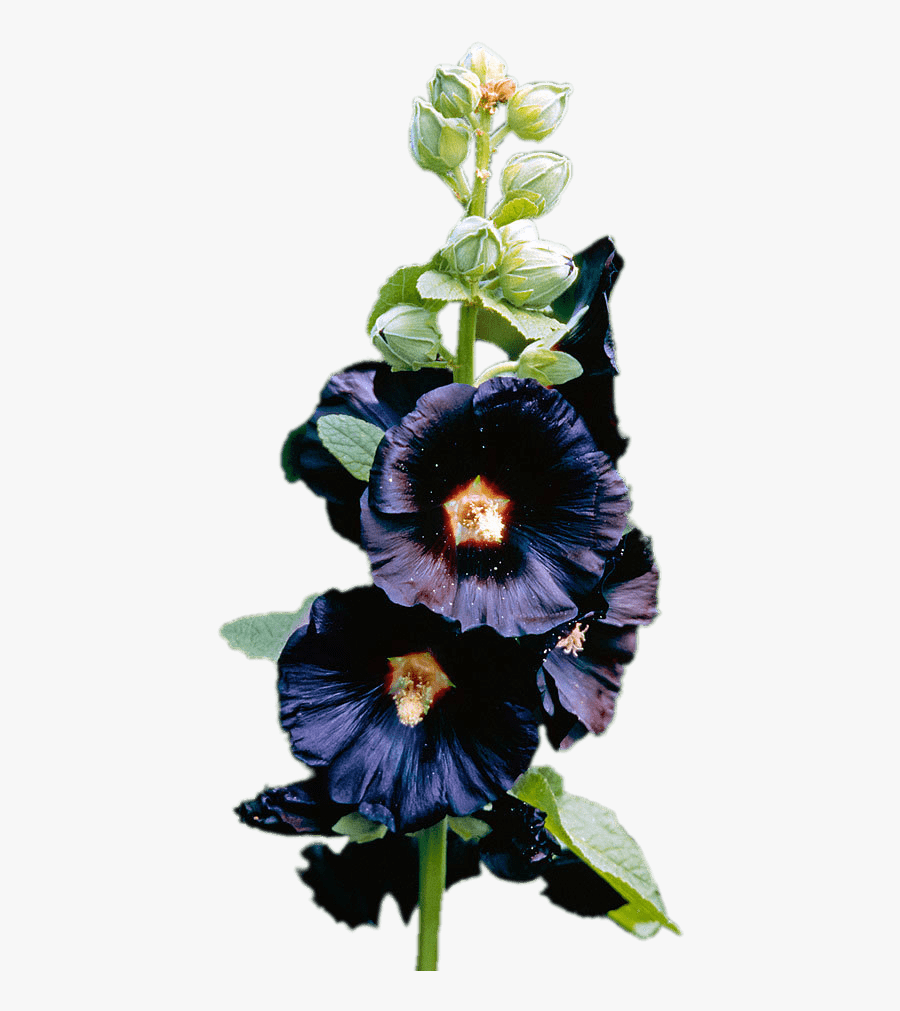 Dark Purple Hollyhock - Hollyhock Transparent Png, Transparent Clipart