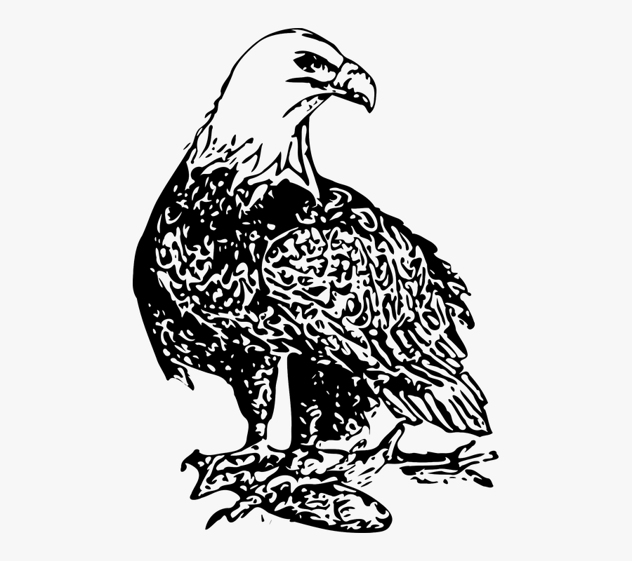 Eagle, Transparent Clipart