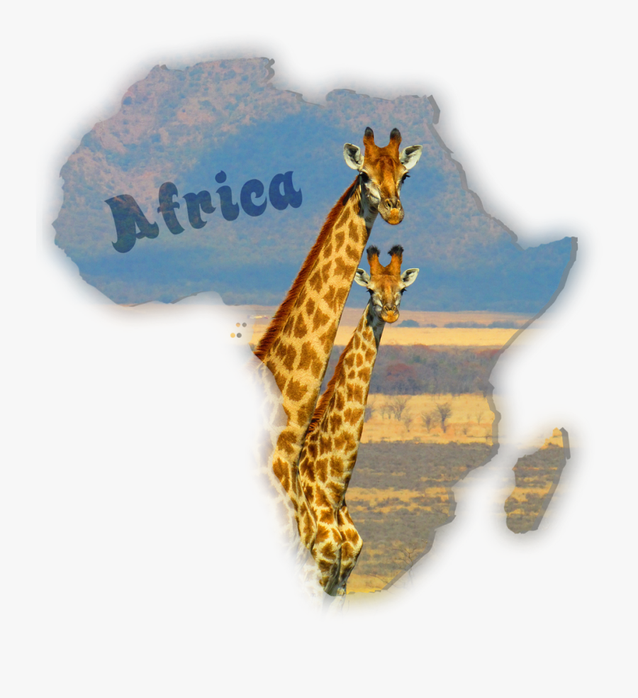Giraffes South Africa Safari Free Picture - 2 Giraffe, Transparent Clipart