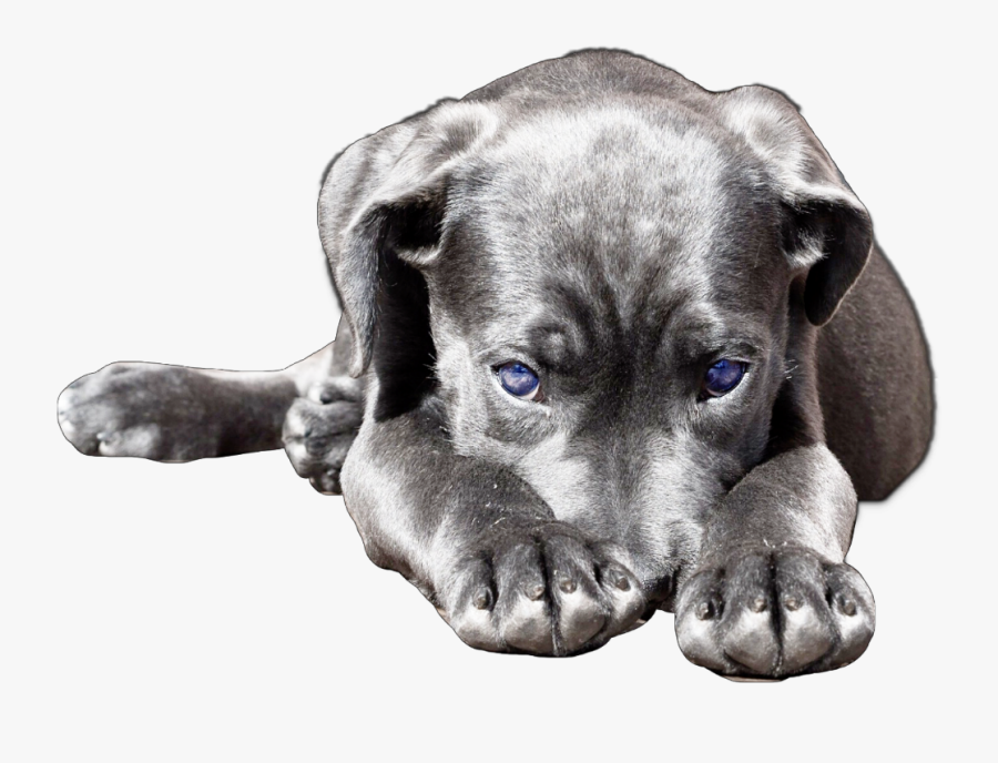 #dog #cute #puppy #lab #labrador #labradorretriever - Labrador Retriever, Transparent Clipart