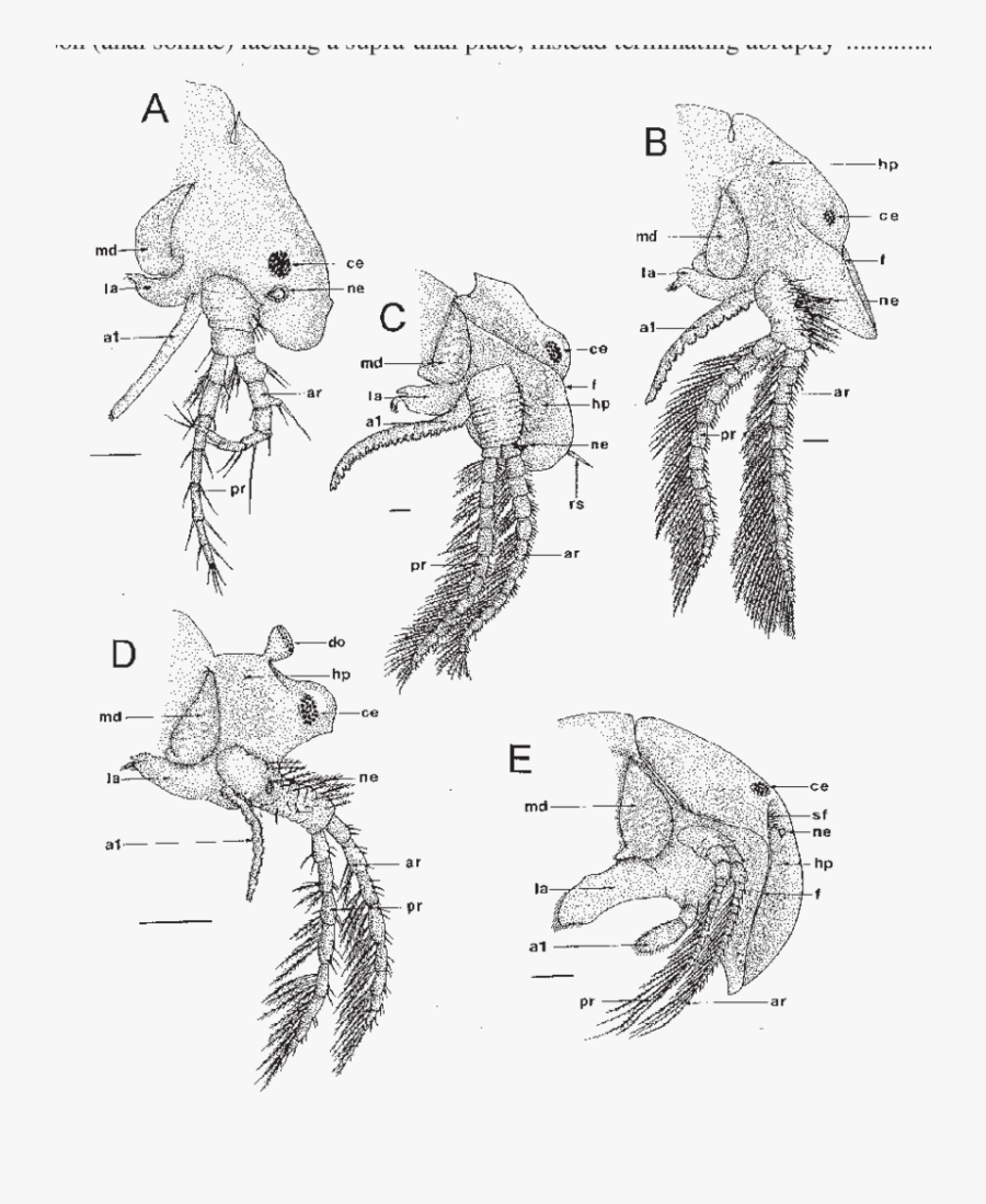 Sketch, Transparent Clipart
