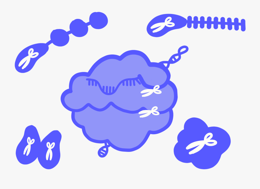 Image Of A Nuclease Enzyme That Has Scissors To Represent, Transparent Clipart