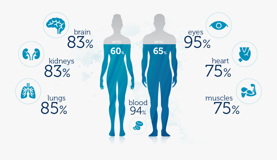 Clip Art Biology The Majority Skeptics - Water In The Body, Transparent Clipart