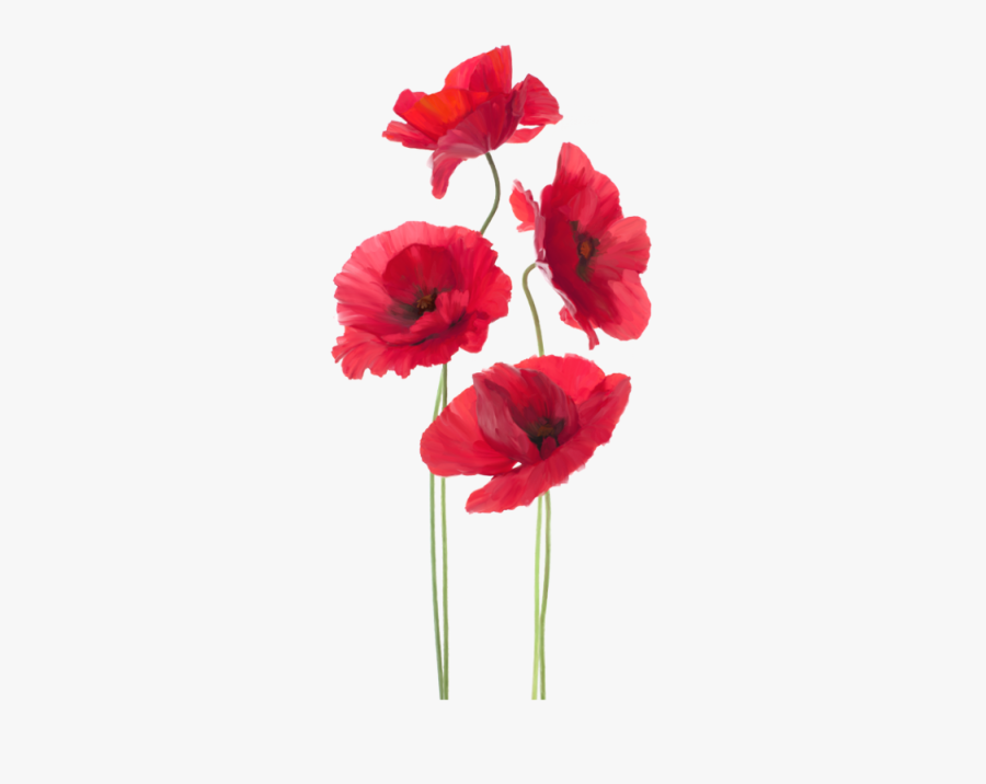 Coquelicot - Remembrance Day, Transparent Clipart