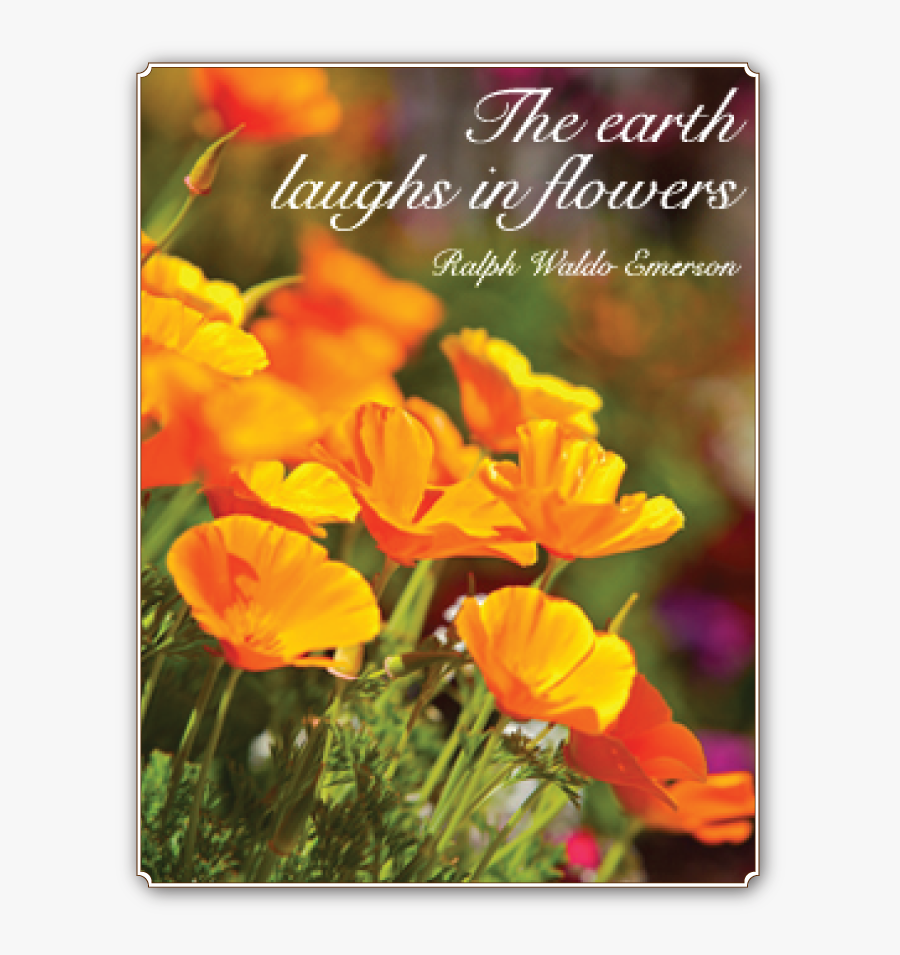 Clip Art Poppy Quotes - Eschscholzia Californica, Transparent Clipart