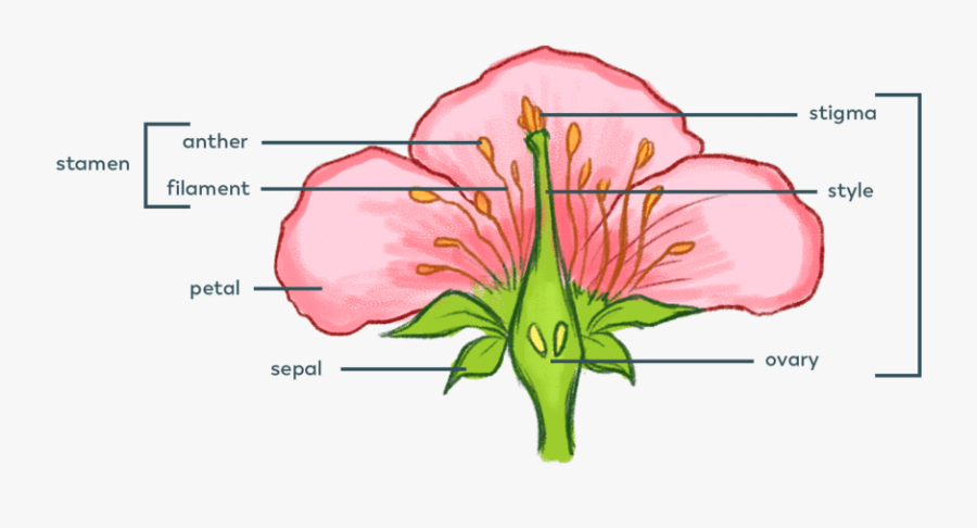 Flowerparts - Plant Pollination, Transparent Clipart