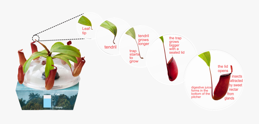 Transparent Plant Life Cycle Clipart - Pitcher Plant Growth Cycle, Transparent Clipart