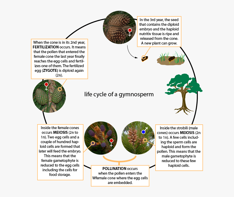 Maidenhair Tree Life Cycle, Transparent Clipart