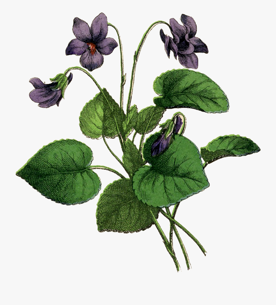 Clip Art Violets Drawing Botanical Illustration, Transparent Clipart