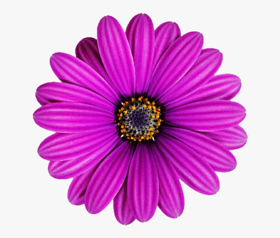Lilac Purple African Daisy - Portable Network Graphics, Transparent Clipart