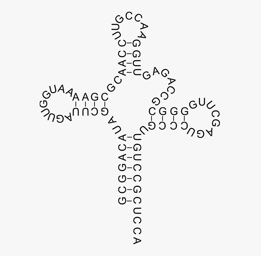Transfer Rna - Transfer Rna Png, Transparent Clipart