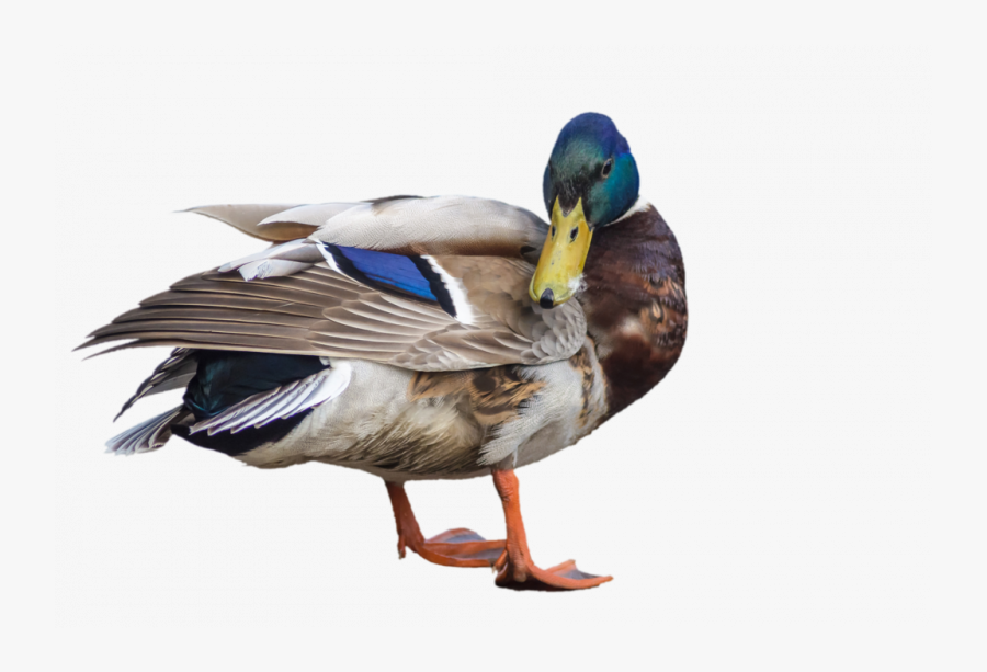 Bebek Png , Transparent Cartoons - Ördək Png, Transparent Clipart