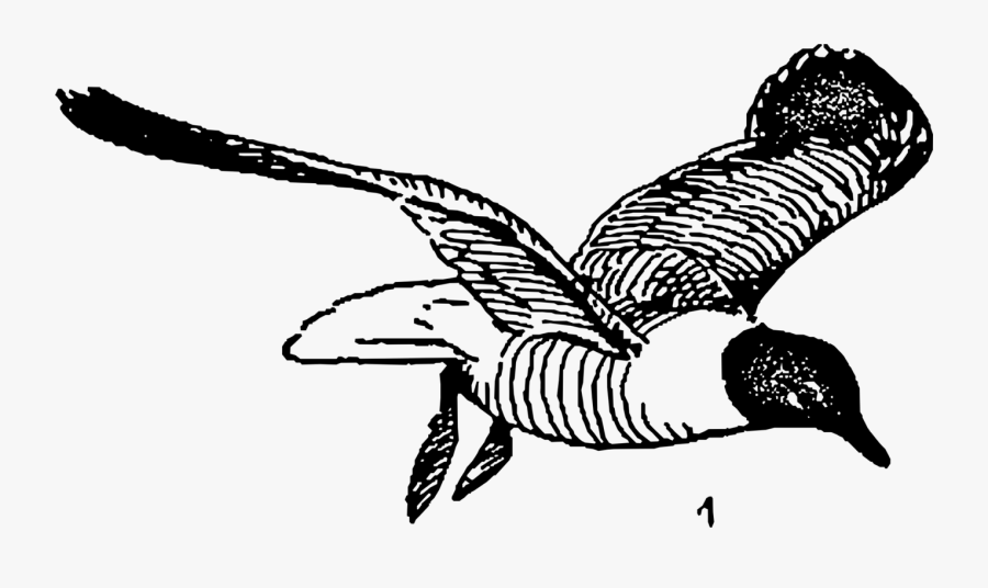 Art,monochrome Photography,fish - Gulls, Transparent Clipart