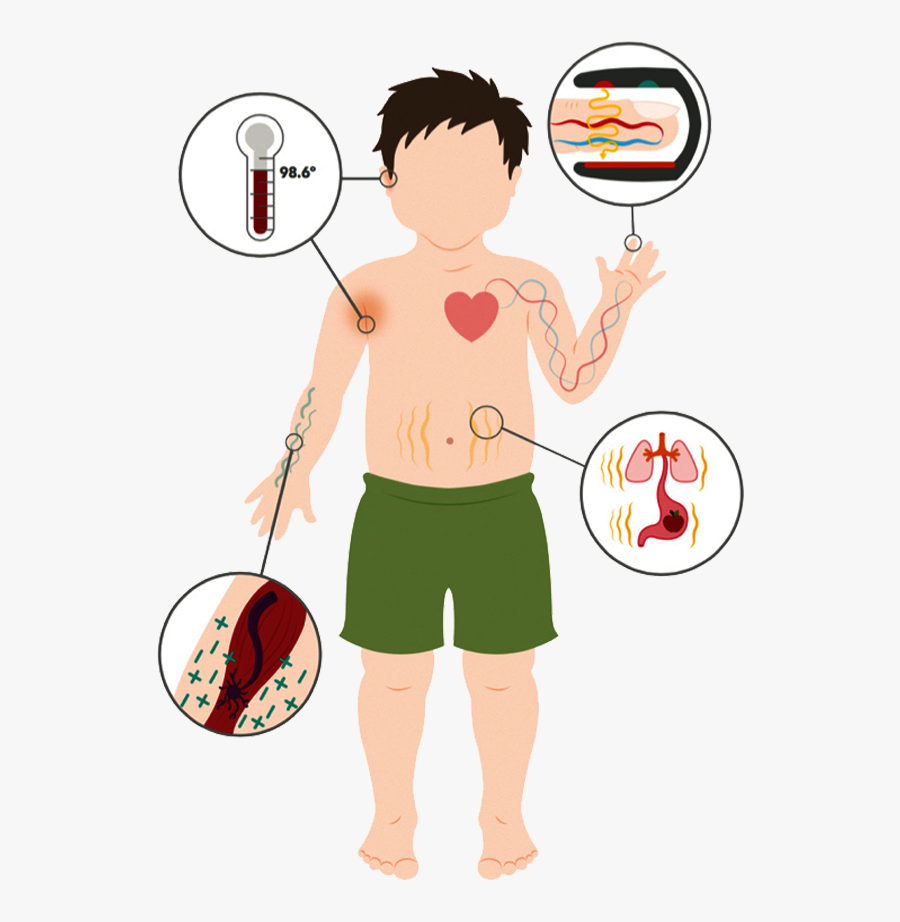 Blood Oxygenation And Heart Rate - Cartoon, Transparent Clipart