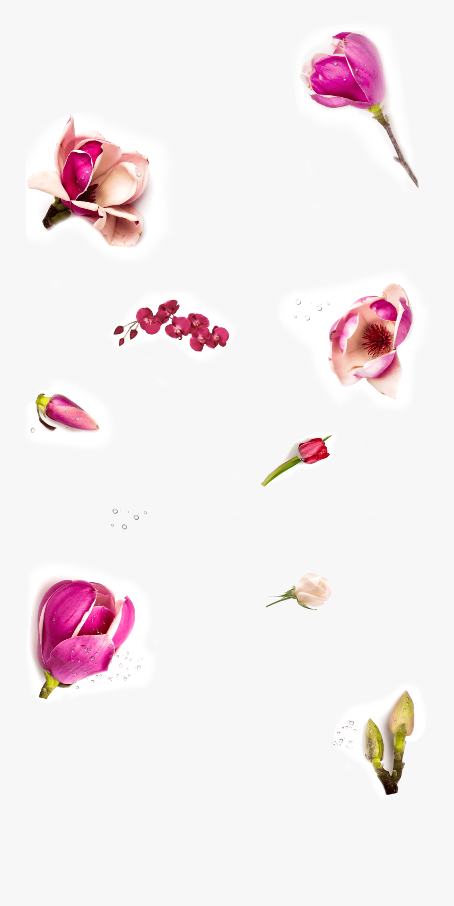 Fragrance Deo Store At - Rose, Transparent Clipart
