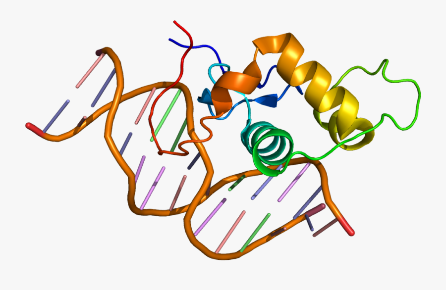 Estrogen Related Receptor Alpha Clipart , Png Download - Err Alpha, Transparent Clipart